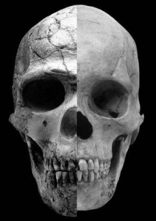 Порівняння черепу давньої людини та сучасної. Колаж: Robert Cieri, University of Utah
