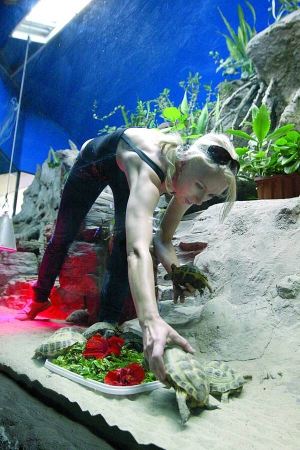Завідувачка акватераріуму столичного зоопарку Наталія Орловська годує сухопутних черепах. Вони полюбляють овочі та зелень