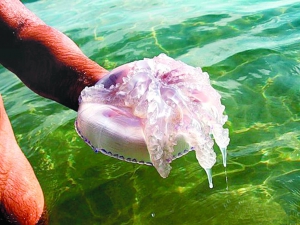 В Чорному морі медузи жалять не смертельно