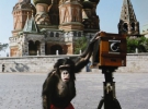 Фотографії Міккі - циркового шимпанзе, якого Віталій Комар і Олександр Меламід вчили робити фотографії на Красній площі
