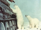 Советские солдаты кормят белых медведей с танка. 1950 год