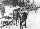 Представители одного из финских лыжных батальонов, боровшихся с русскими солдатами, с оленями 28 марта 1940 года