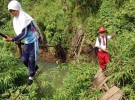 После перехода через реку они должны еще пройти 11 км через джунгли. Таким образом местные дети ходят в школу уже два года. А все из-за того, что ливни размыли находившийся здесь подвесной мост.