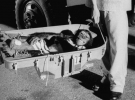 Шимпанзе Хем повертається на Землю з космосу після свого історичного 16-хвилинного польоту в 1961 році