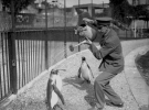 Работник зоопарка устраивает пингвину «душ», поливая его из лейки, 1930 год