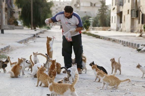 Війна в Сирії. З-за постійних обстрілів жителі покинули селище Масакен Ханано, залишивши майже 150 домашніх котів. От й вже 2 місяці сирієць Алаа купує з своєї зарплатні м’ясо та підкормлює вусатих. Сирія, район Алеппо,  24 вересня 2014
