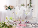 Пара голубів для весільної церемонії коштує від 200 гривень