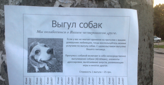 За 25 гривен в столице можно найти человека, который погуляет с вашей собакой