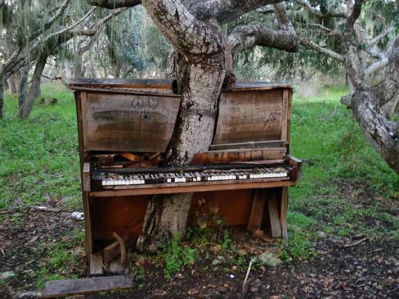 Дерево проросшее в старом фортепиано, Калифорния