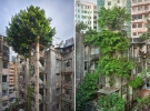 Деревья против бетона, Гонконг
