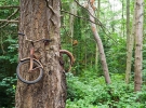 Дерево що проросло в велосипеді на острові Вашон, Вашингтон