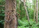 Дерево проросшее в велосипеде на острове Вашон, Вашингтон