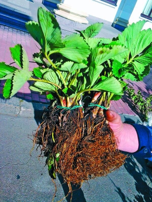Коріння в Галі Чів довше за наземну частину корча. Завдяки цьому полуниця сухо- та морозостійка