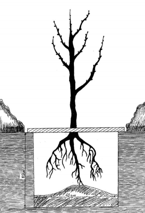 Деревце разом із землею вставляють у приготовлені ями