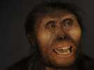  	 Люсі - це австралопітек африканський жіночої статі. Вона жила приблизно 3,1 мільйона років тому. Її кістки були знайдені в 1974 році в Ефіопії