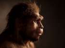 Хомо еректус або людина прямоходяча, яка вважається безпосереднім попередником сучасних людей. Цей предок людини жив на території нинішньої Індонезії приблизно 1,3 - 1 мільйона років тому