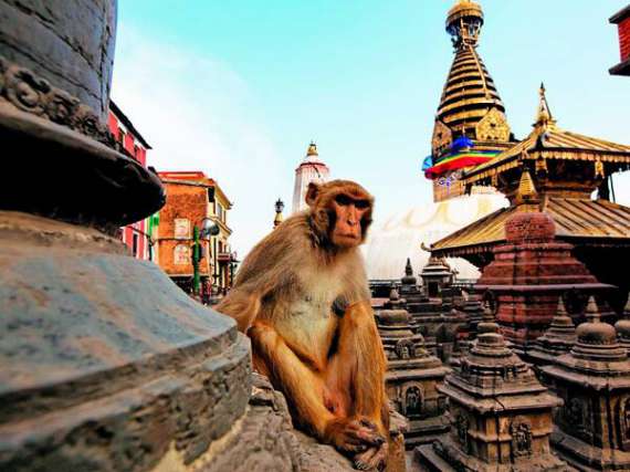 У Непалі туристів просять не тримати документи в руках. Мавпи можуть їх вихопити. Часто цуплять фотоапарати