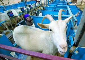 У Білорусі є спеціалізовані козячі ферми. Доять апаратами. Розведення й утримання кіз схоже на ферми корів в Україні
