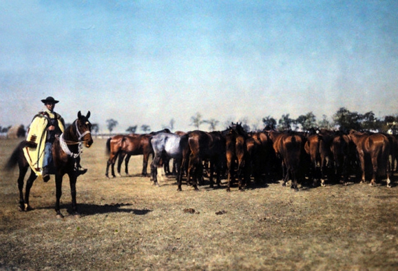 Пастух гонит табун лошадей. 1932 год.