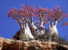 Пляшкові дерева острова Сокотра