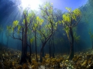 Молоді мангрові дерева під водою
