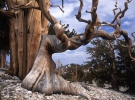Брістлеконскі сосни - найстаріші дерева на планеті