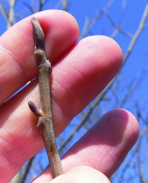 Найбільше ліків роблять із бруньок яблуні після того, як обріжуть дерева в саду