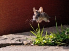 Літаюча миша.