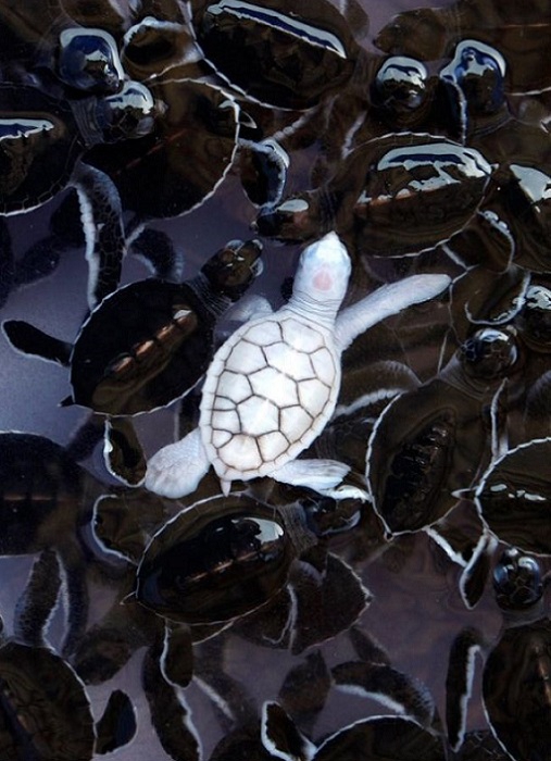 Детёныш морской черепахи-альбинос