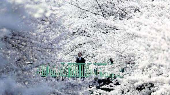 Бізнесмен роздивляється квітучу сакуру в Токіо. Дерева масово цвітуть наприкінці березня