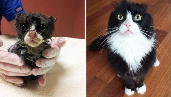 Этого кота нашли едва живым в возрасте двух недель. Его теперь зовут Джастин, но, чтобы превратить его в здорового полноценного котика, потребовалось полгода.