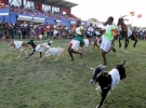 Перегони з козами. Тобаго, 6 квітня 2015