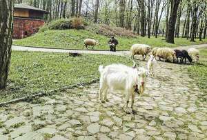 Вівці та кози пасуться в івано-франківському парку імені Шевченка. Також там є двоє коней із Карпат