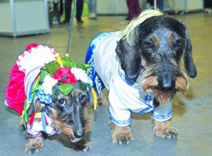 Дві такси в одязі привели на конкурс вишиванок серед собак у виставковому центрі на Лівому березі столиці. Костюми улюбленцям шили господарі
