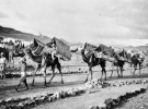 Верблюды перевозят людей через пустыню, 1917