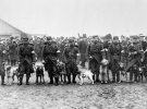 Французские собаки- инспекторы на фронте, 1914