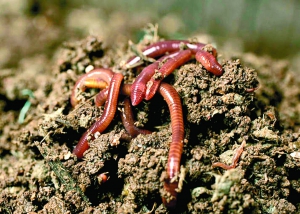 Добриво, перероблене каліфорнійськими черв’яками, насичує землю повітрям і мінералами