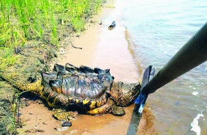 Анастасія Стешина та її друг з Хабаровська намагаються підняти грифову черепаху лопатою. Кажуть, тварина була агресивною. Акуратно відкинули її назад в річку Амур
