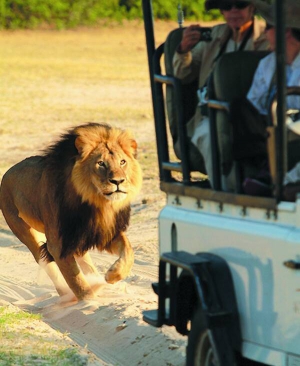 Лев Сесіль доганяє машину з туристами у Національному природному парку Хванґе в Зімбабве. Туристи приїжджали спеціально подивитися на нього. Не лякався автомобілів, любив позувати