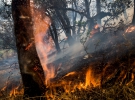 Лісова пожежа у Каліфорнії, США, 30 липня 2015
