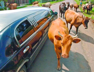 11-метровий лімузин із молодятами проїжджає сільсь­кою доро­гою повз стадо корів непо­далік міста Мукачеве на Закарпатті