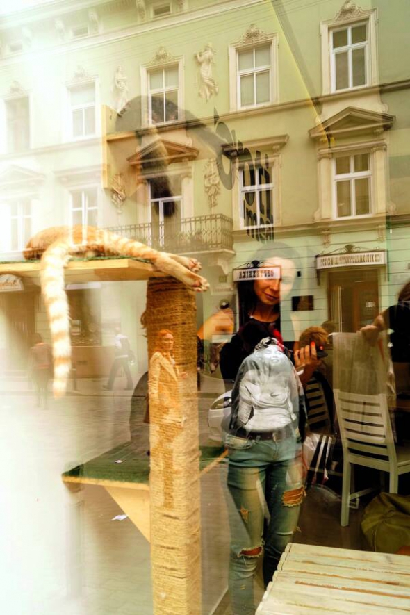 Поетка Анна Малігон зайшла до ZooCafe на вулиці Коперника у Львові в перерві між заходами Форуму видавців. Перед входом відвідувачів просять мити руки. У кав’ярні живуть декілька котів