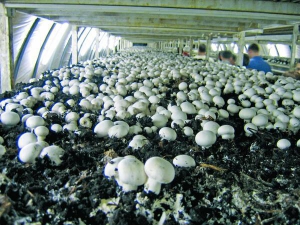 У грибну ферму вкладають 5–10 тисяч гривень. Шампіньйони вигідно вирощувати великими партіями. Супермаркети беруть їх на продаж