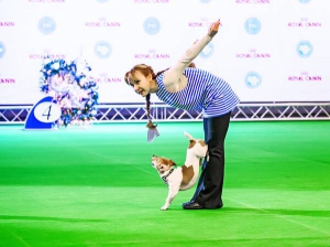 Джек-рассел-тер’єр танцює з господинею під час показу собак у вистав­ковому центрі на Лівому березі ­столиці