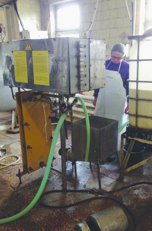 Робітниця зливає молоко на пастеризацію у приватній сироварні в місті Сміла Черкаської області. Процес триватиме півтори години