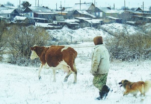 Коровы Зимой Фото