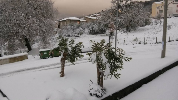 На Сицилії сніг вкрив екзотичні рослини