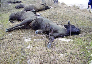 Мертві зубри лежать на ­березі ставу в селі Трибухи ­Літинського району на Вінниччині. Вони провалилися під лід