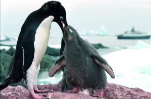 Пінгвін Аделі годує пташеня. Живуть в Антарктиді й на островах неподалік материка. У світі залишилося п’ять мільйонів птахів цього виду