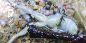 Мертва жаба пливе посеред джунглів річкою Маянтуяку. Температура води в ній не опускається нижче плюс 85 градусів